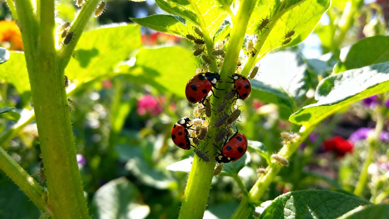 Lutte biologique contre les pucerons : méthodes efficaces