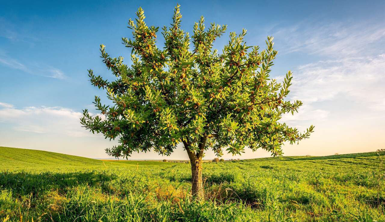 Choisir l'emplacement id&eacute;al pour planter un amandier