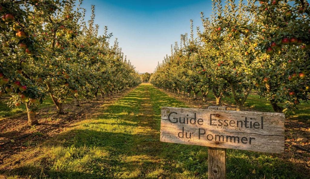 Taille et Plantation du Pommier : guide Essentiel