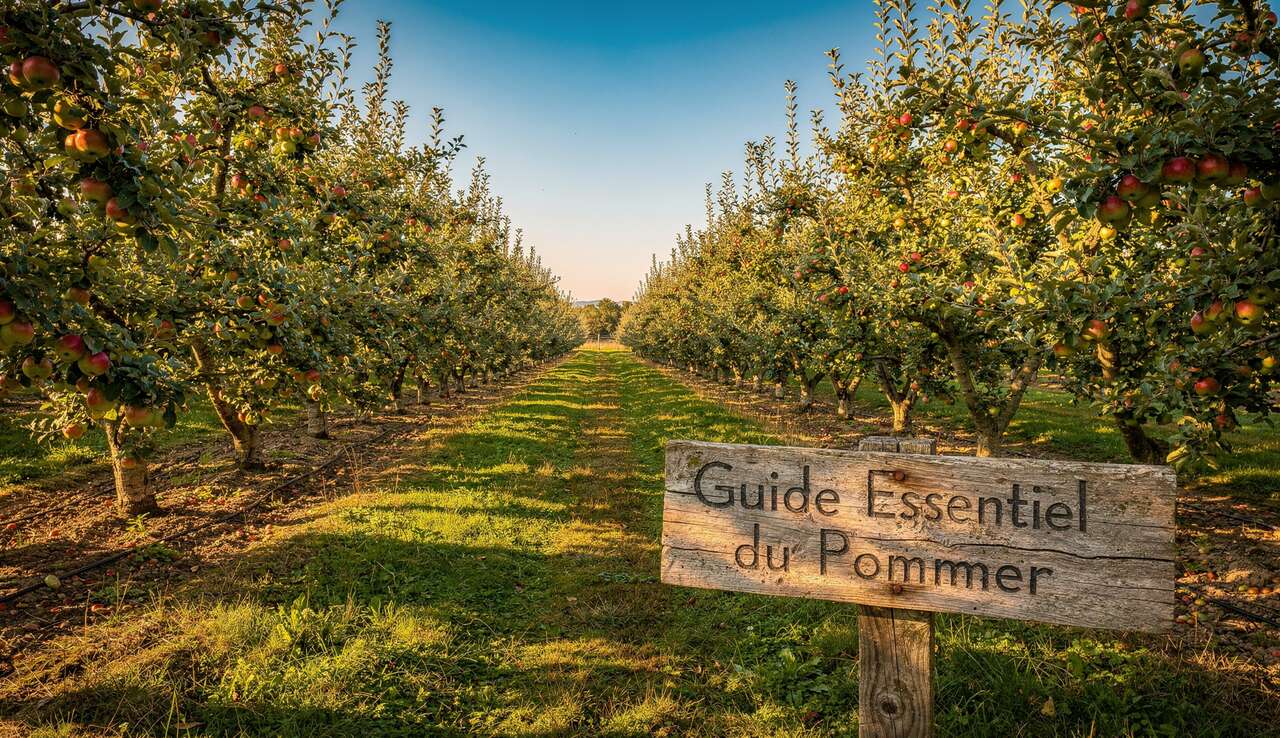 Taille et Plantation du Pommier : guide Essentiel