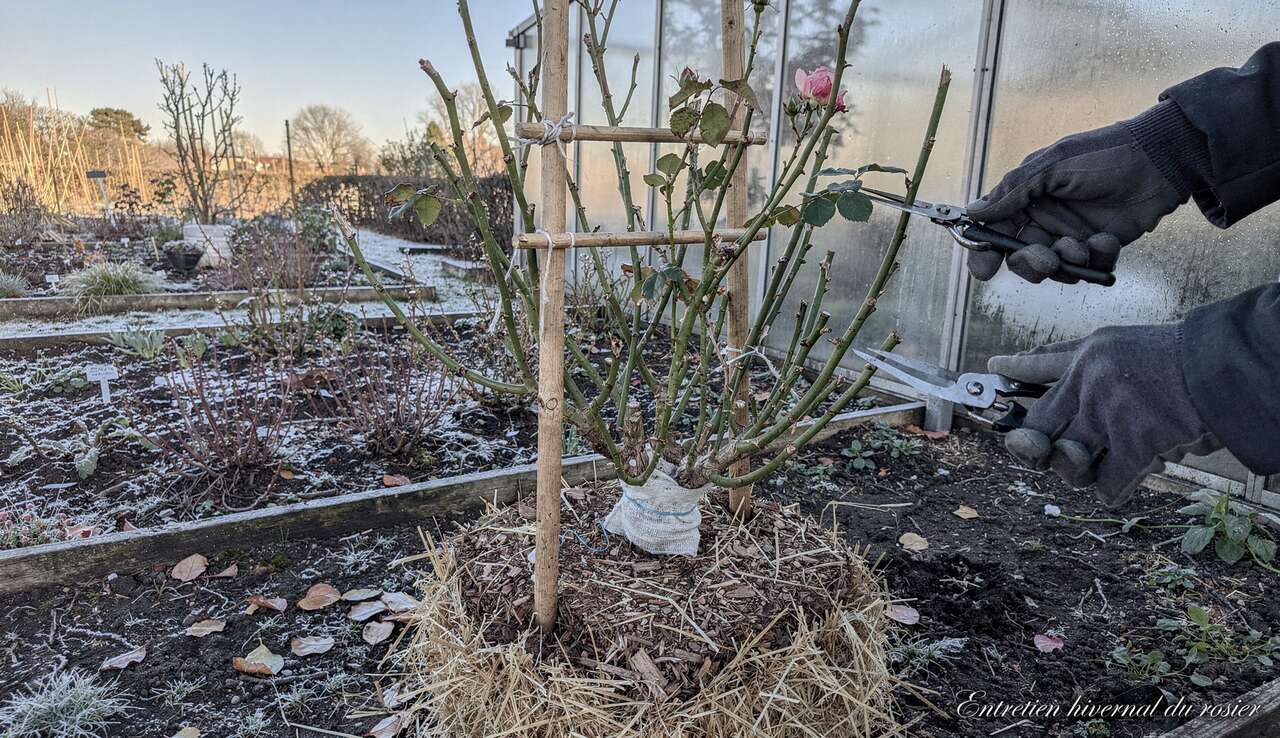 Protection et soins hivernaux