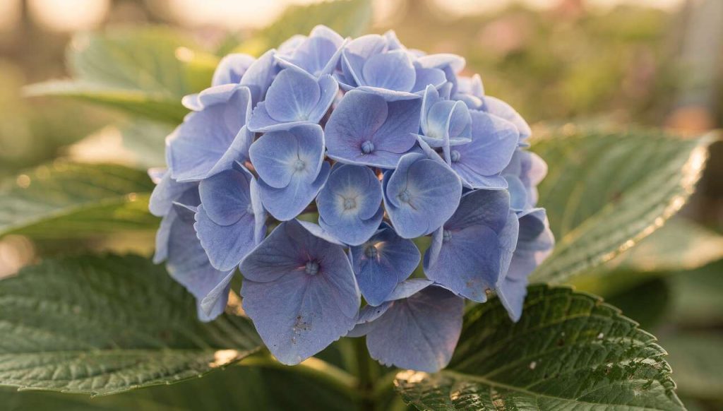 Plantation et entretien de l'hortensia : guide complet