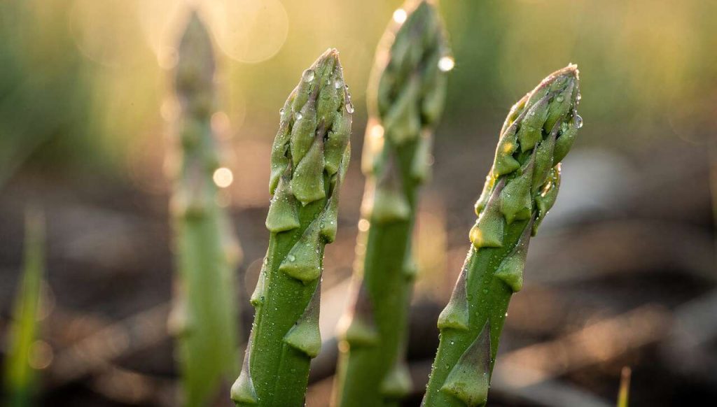 Asperge : bienfaits et vertus pour la santé