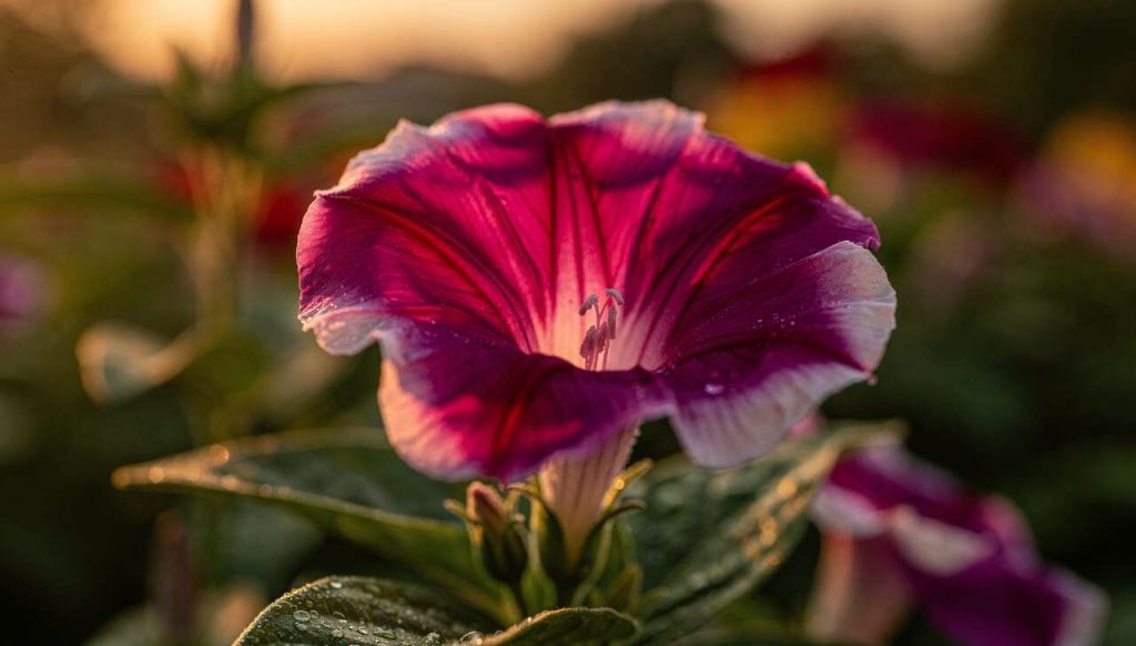 Guide pour semer et planter la belle-de-nuit