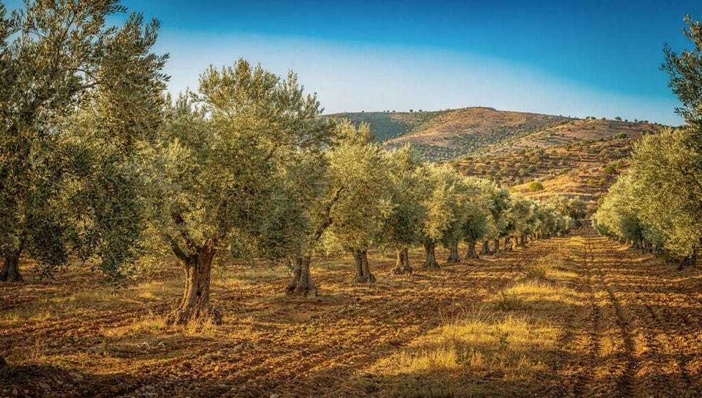 Plantation et entretien de l'olivier : guide complet