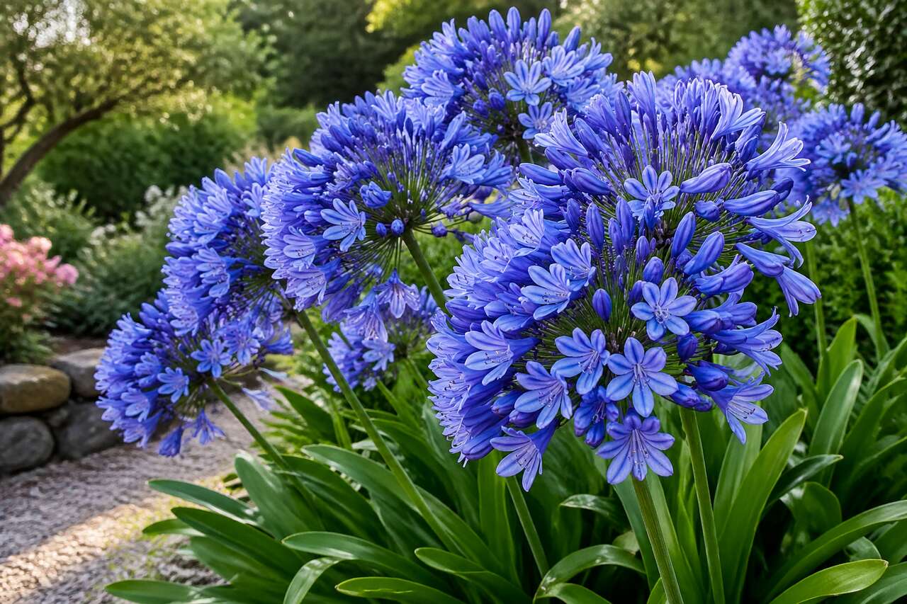 Agapanthe : plantation, entretien et culture