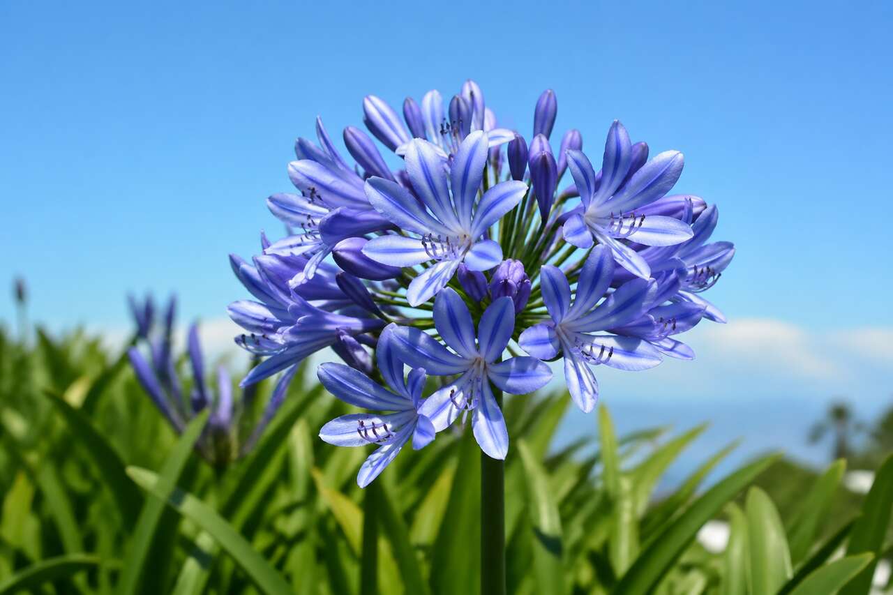 Comprendre l'agapanthe : origine et caractéristiques