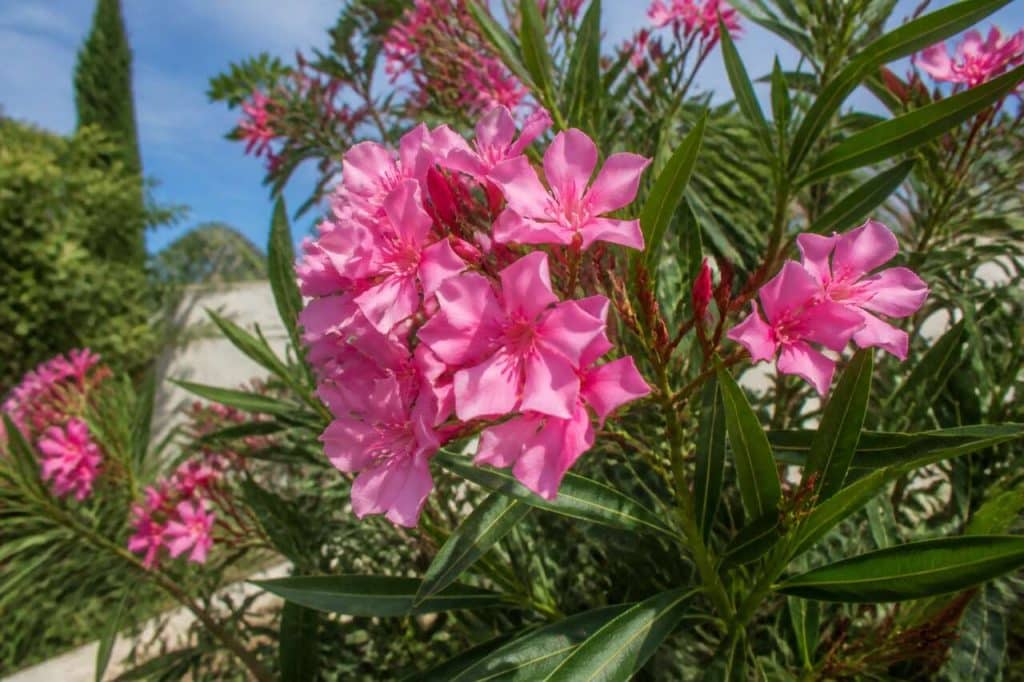Plantation et entretien du laurier-rose : guide complet