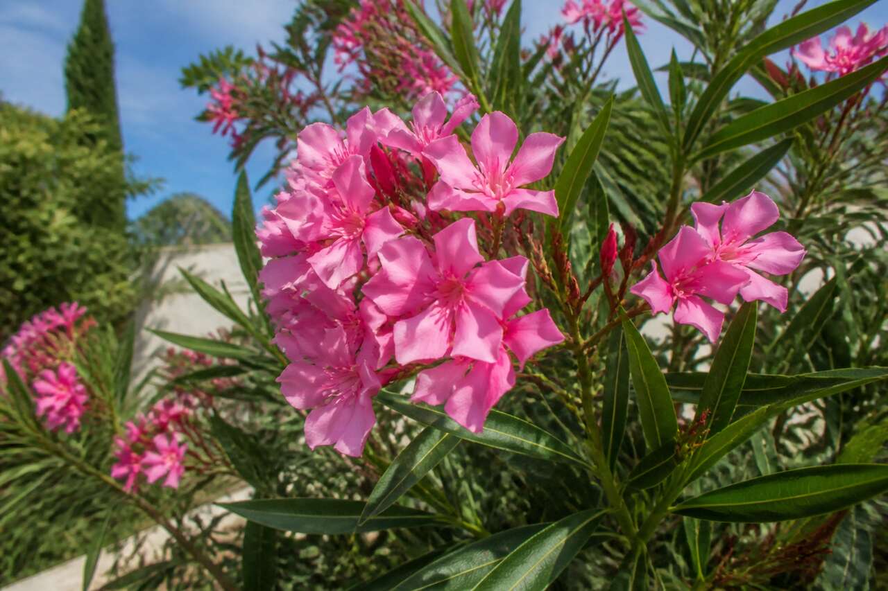 Plantation et entretien du laurier-rose : guide complet