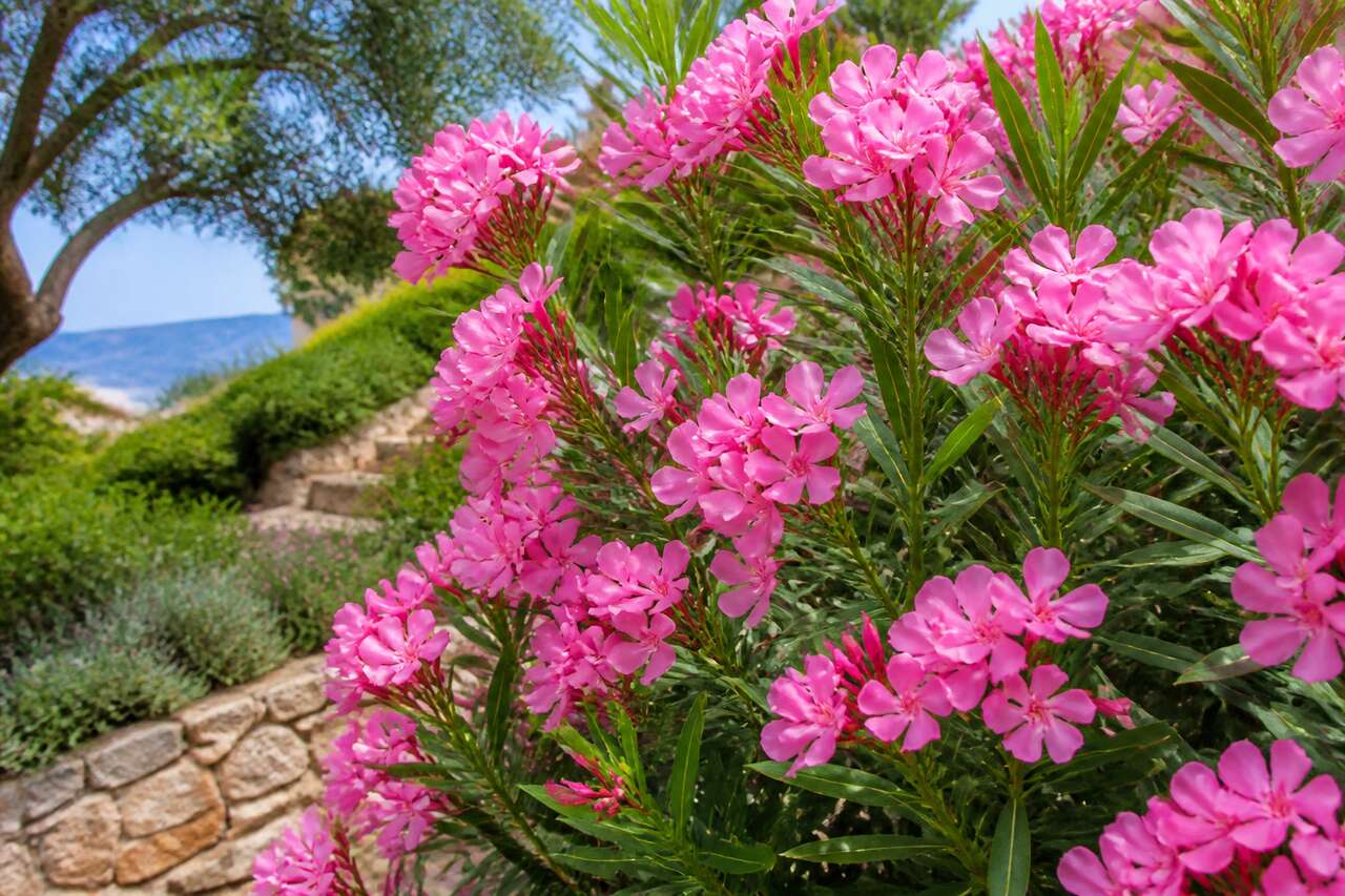 Quand et où planter le laurier-rose ?
