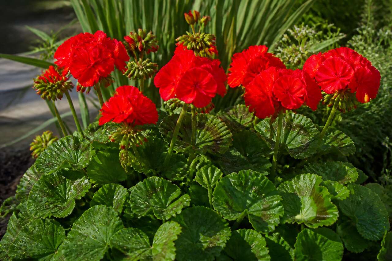 Entretien au quotidien : arrosage, engrais et fleurs fan&eacute;es
