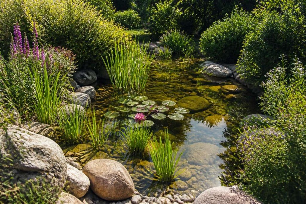 Aménagement de bassin extérieur : conseils de jardinage