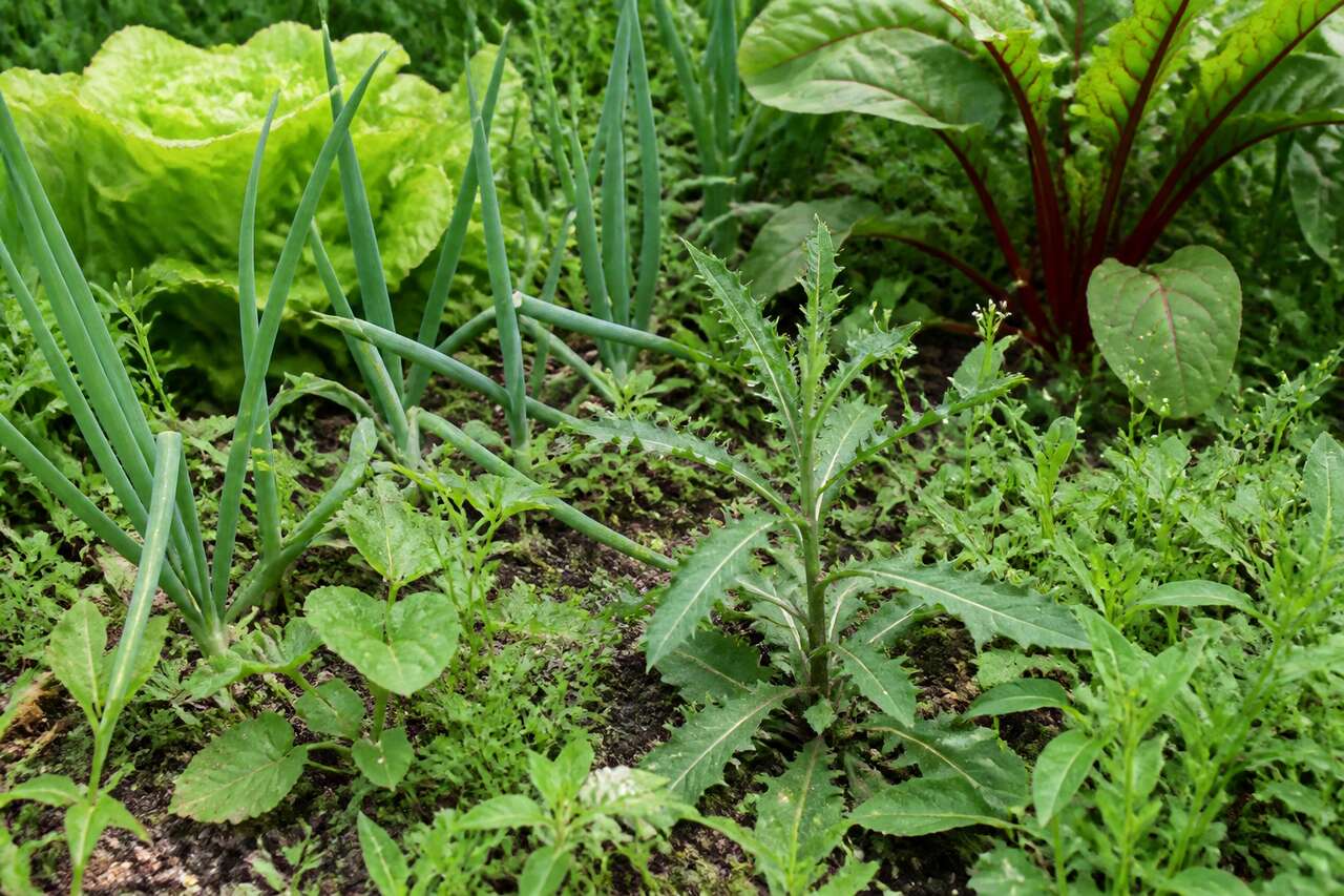 Identifier la mauvaise herbe et la zone: la clé pour choisir la bonne méthode Identifier la mauvaise herbe et la zone: la clé pour choisir la bonne méthode