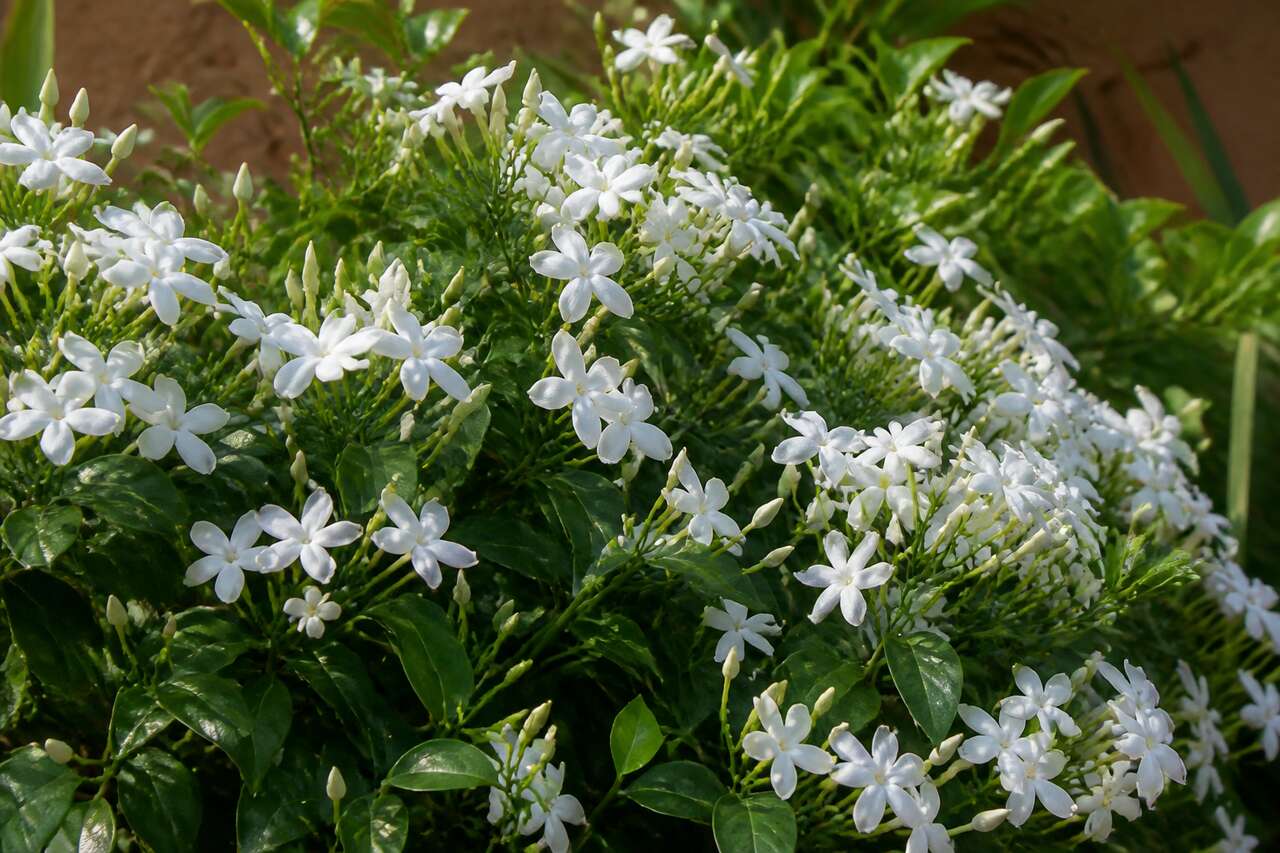 Taille et entretien du jasmin : guide complet de culture