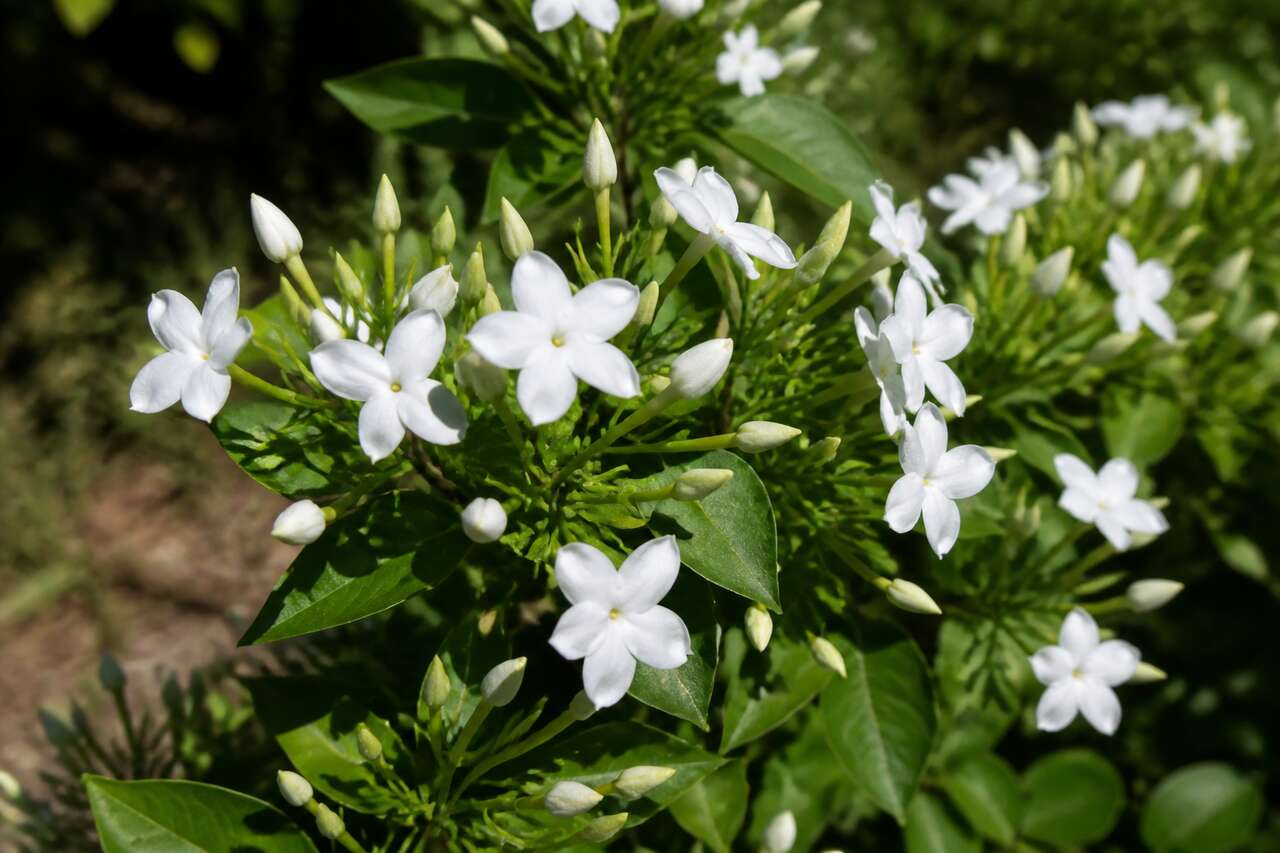 Reconnaître son jasmin pour bien le tailler Reconnaître son jasmin pour bien le tailler