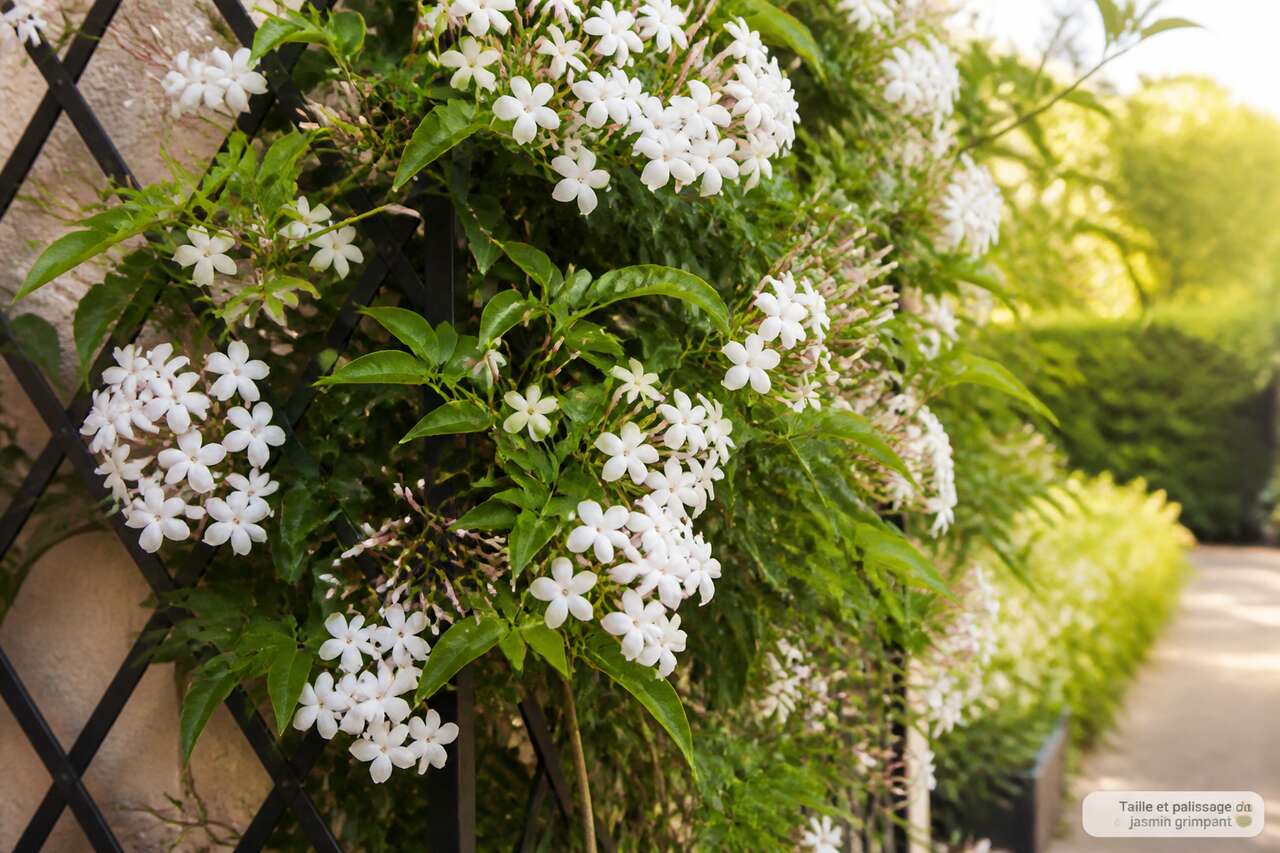 Jasmin grimpant : palissage et entretien pour une floraison abondante Jasmin grimpant : palissage et entretien pour une floraison abondante