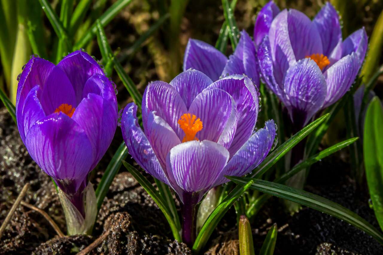 Culture et entretien des crocus : guide complet