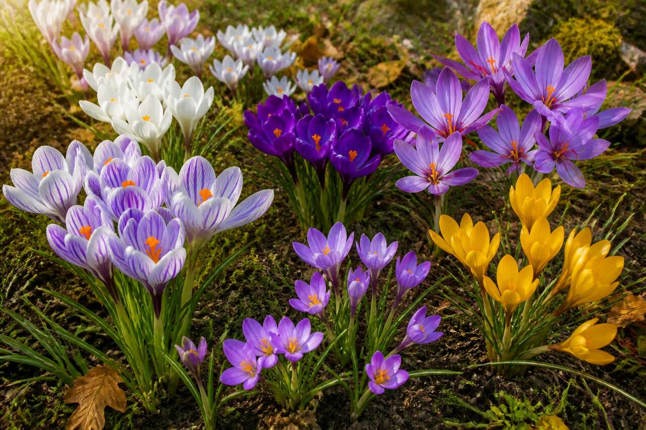 Choisir son type de crocus : printemps, automne, safran et crocus sauvages Choisir son type de crocus : printemps, automne, safran et crocus sauvages