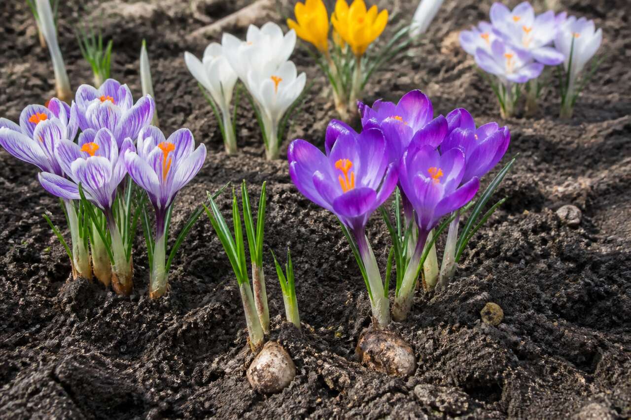 Planter les crocus : profondeur idéale, espacement et méthode pas à pas Planter les crocus : profondeur idéale, espacement et méthode pas à pas
