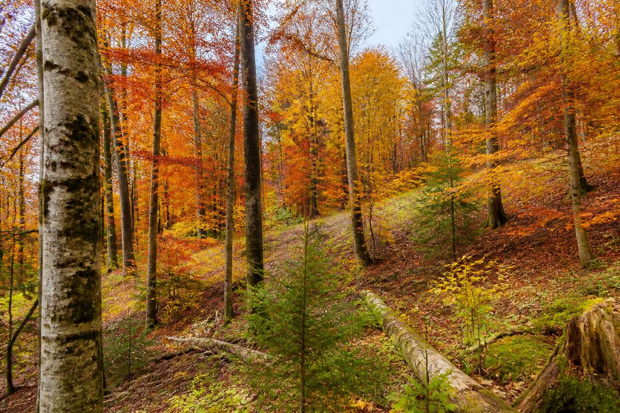 Cycle de vie des arbres en automne : guide complet