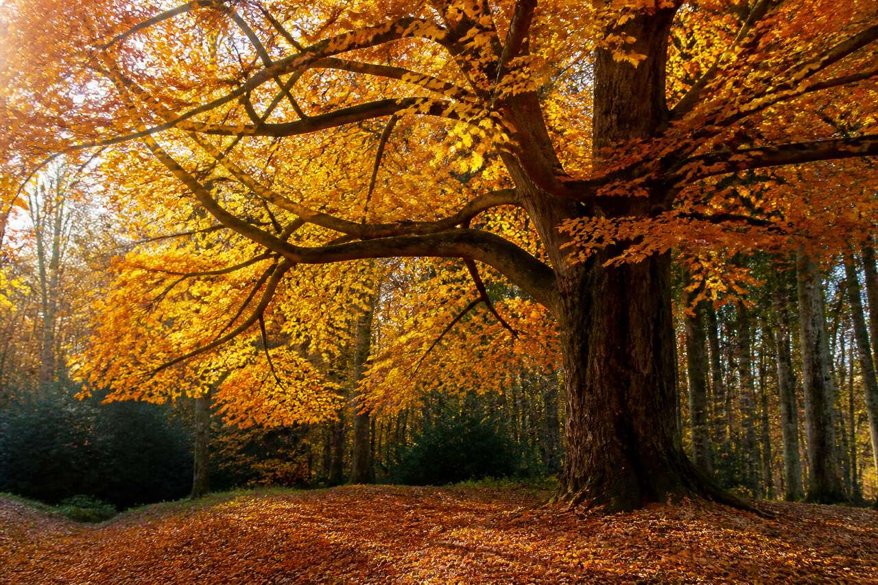 Cycle de vie d&rsquo;un arbre: les grandes &eacute;tapes pour situer l&rsquo;automne