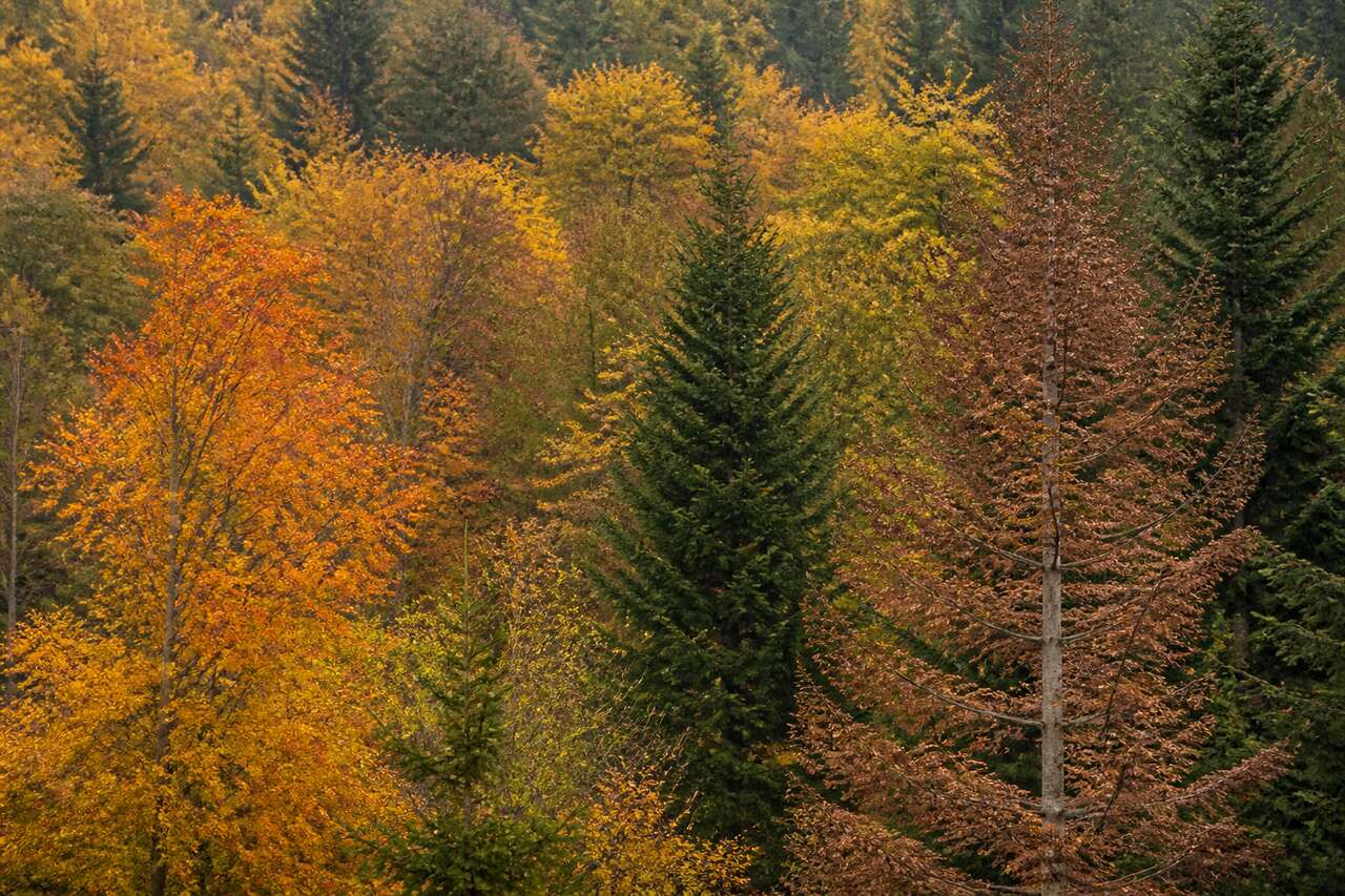 Quels arbres perdent leurs feuilles en automne: caducs, marcescents, persistants